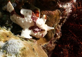 Komodo 2016 - Giant frogfish - Antenaire geant - Antennarius commerson - IMG_6176_rc